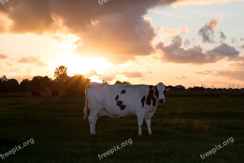 Cow Beef Animal Pasture Agriculture