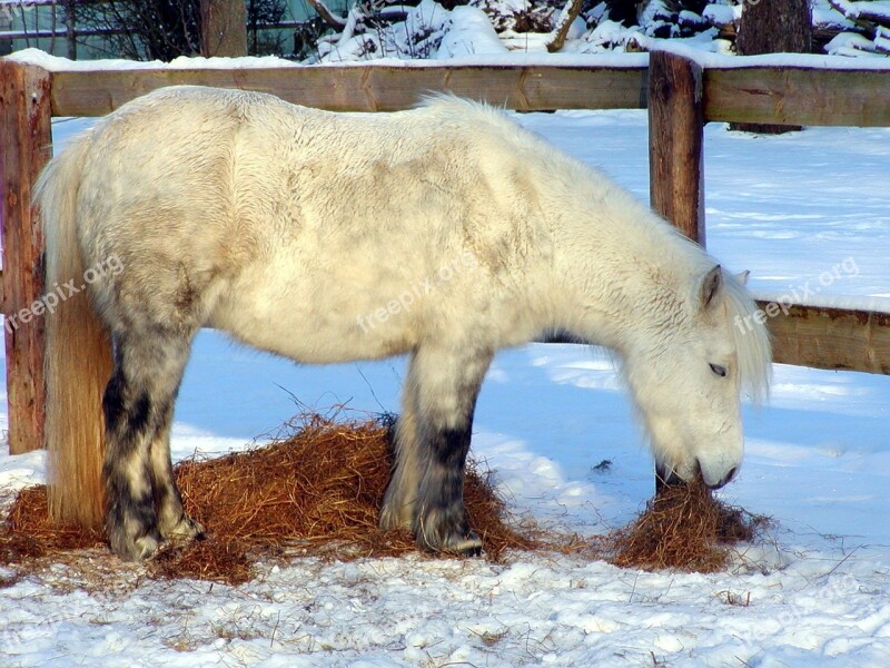 Shetland Pony Horse Pony Animal Wuschelig