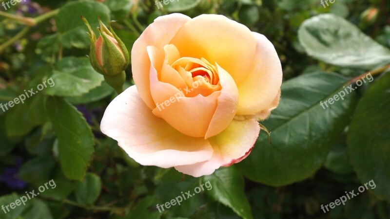 Pink Flower Nature Rosebush Petals