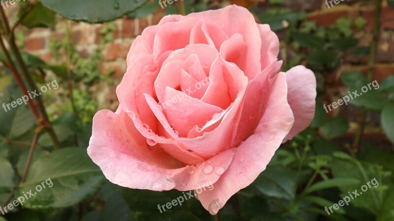 Pink Flower Nature Garden Rosebush