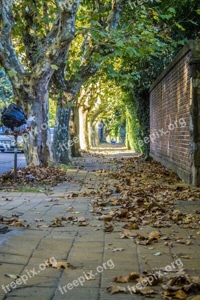 Street Trees Leaves Autumn Walk