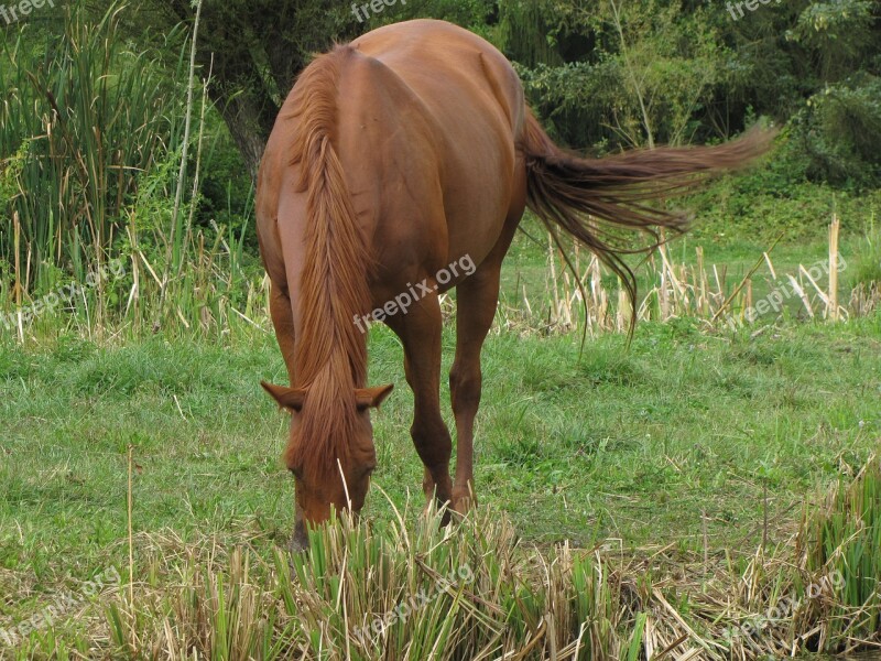 Horse Prairie Herbs Free Photos