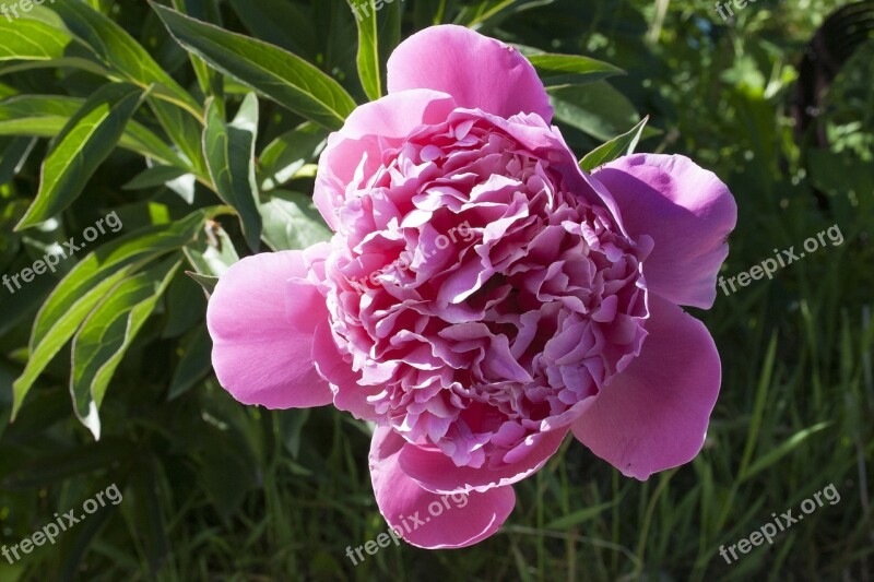 Peony Flower Pink Pink Flower Free Photos