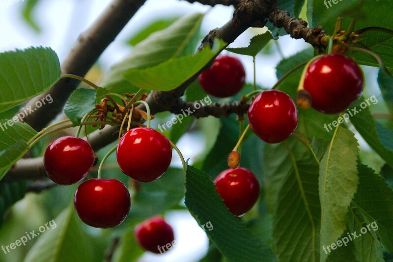 Cherries Fruit Food Leaves Cherry