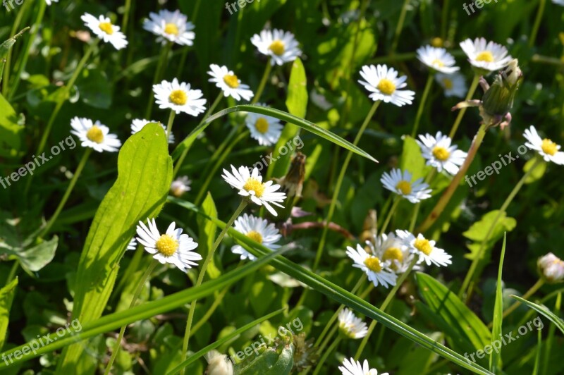 Spring Daisy Blossom Nature Green