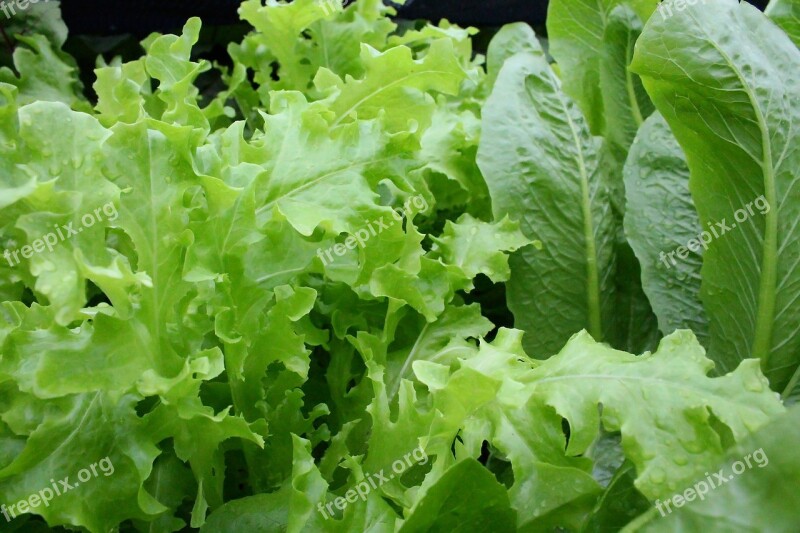 Lettuce Leafy Organic Salad Greens