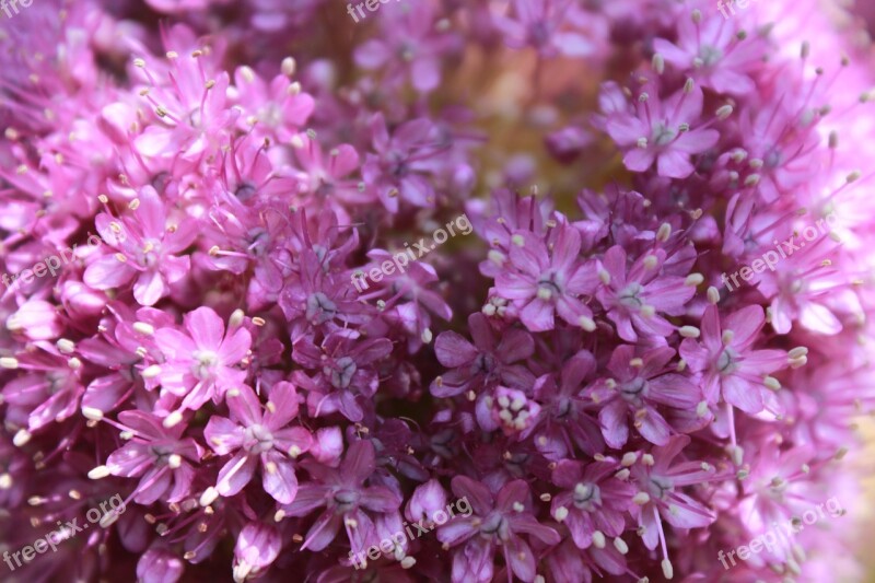 Flowers Nature Pink Flower Plants Tabitha