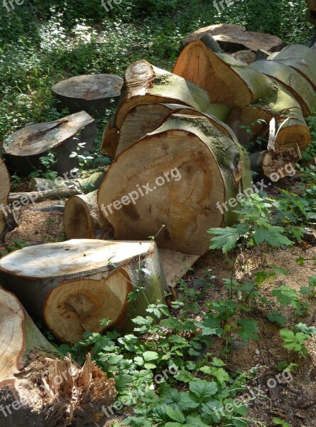 Log Firewood Nature Natural Colour Wood Slices