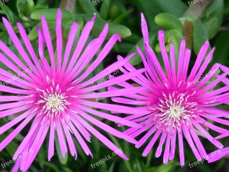 Ground Cover Ice Plant Ice Plant Ground