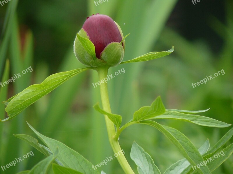 Peony Button Flower Free Photos