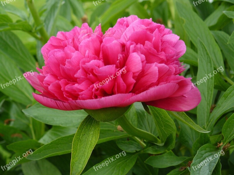 Peony Flower Garden Free Photos