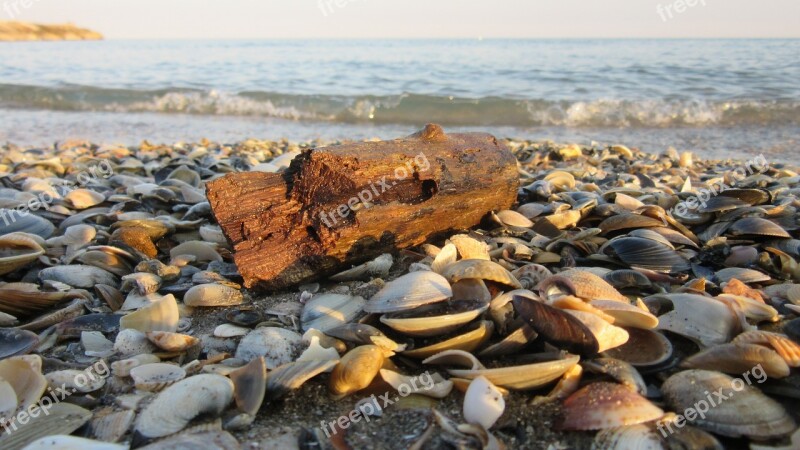 Drift Wood Sand Mussels Beach Wood