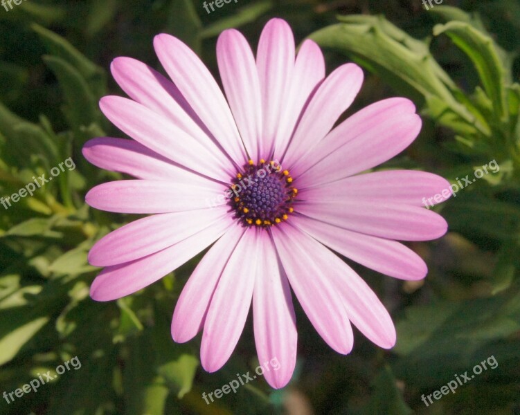 Ice Plant Plant Colorful Pink Cup