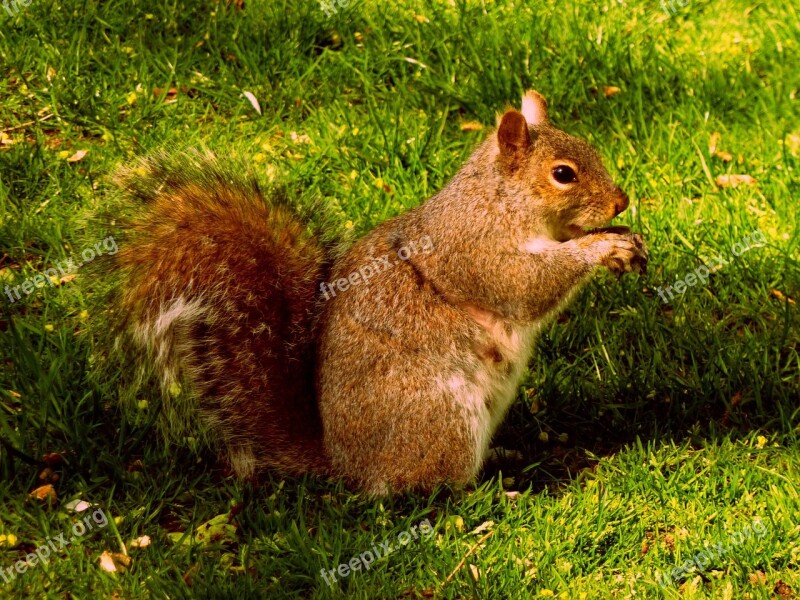 Squirrel Plume Tail Boston Free Photos