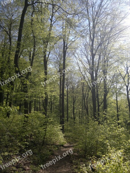 Forest Heidelberg Holy Mountain Trees Nature