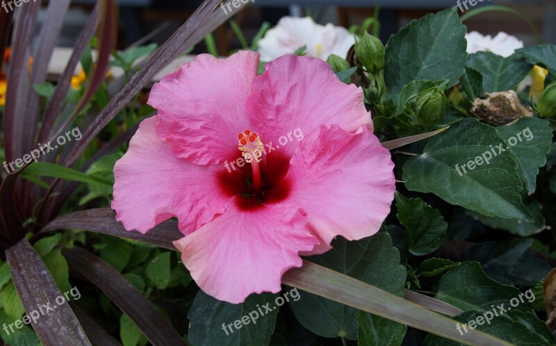 Flower Pink Hibiscus Pink Flower Free Photos