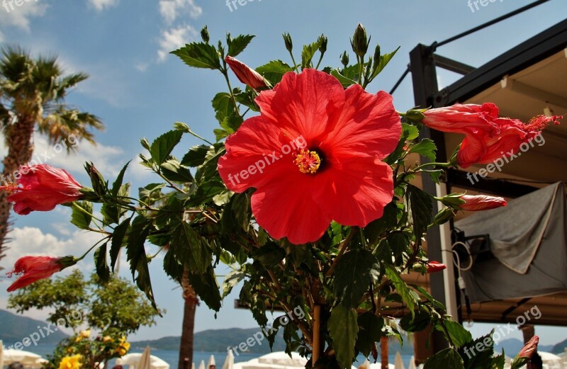 Hibiscus Flower Red Red Flower Mediterranean