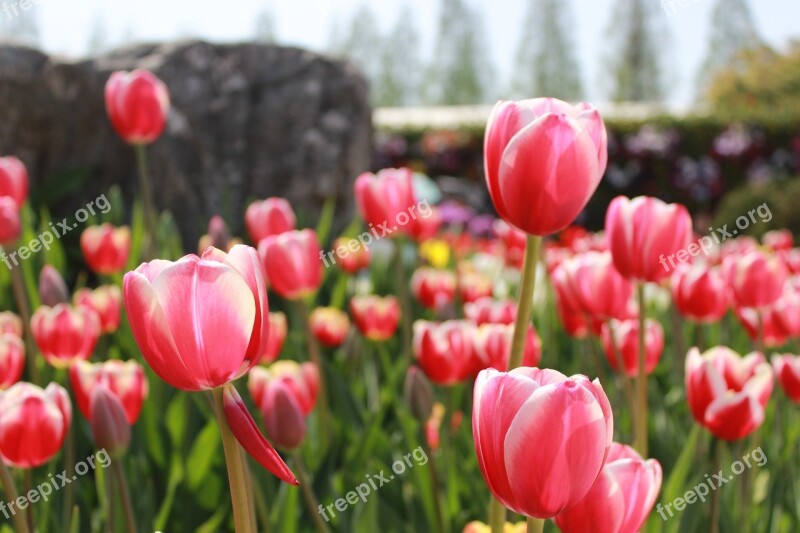 Flowers Pink Pink Flower Spring Plants