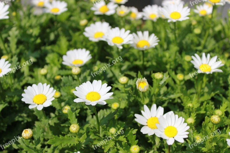 Flowers Plants White Flowers Nature A Flower Garden