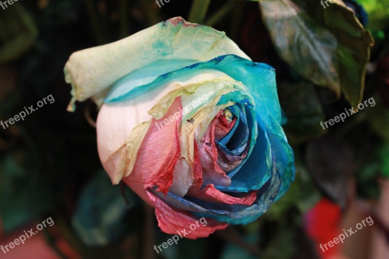 Flowers Rose Rainbow Rose Artificial Nature