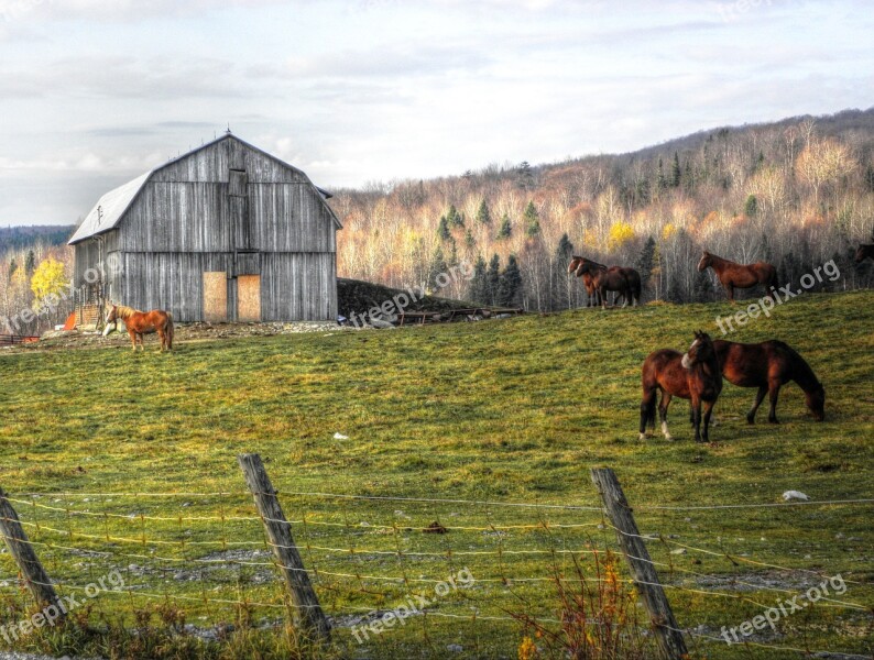 Grange Horses Fall Nature Color