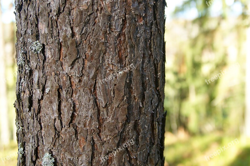 Pine Trunk Stem Tree Finland