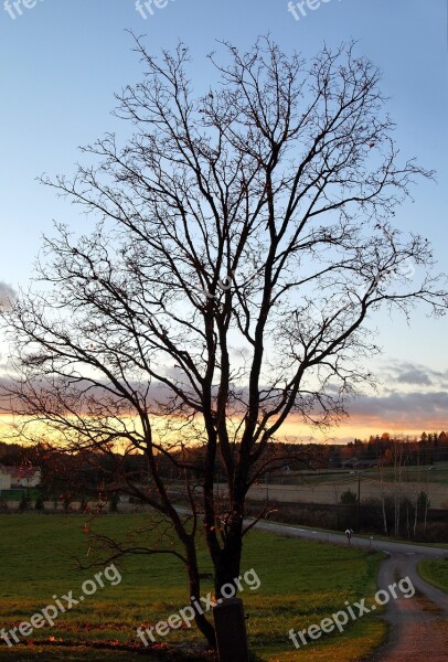 Autumn Tree Leafless Fall Finland