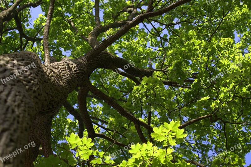 Green Crown Nature Branches Perspective