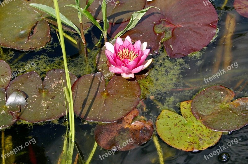 Water Lily Pond Aquatic Plant Nature Pink