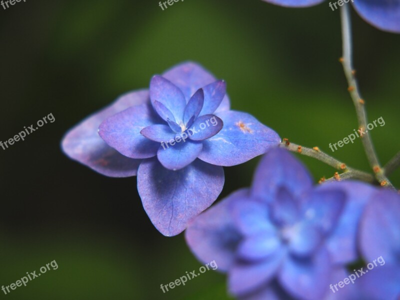 Hydrangea Flowers Close Up In The Early Summer Rainy Season