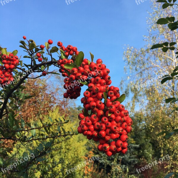 Plant Fruit Nature Summer Tree