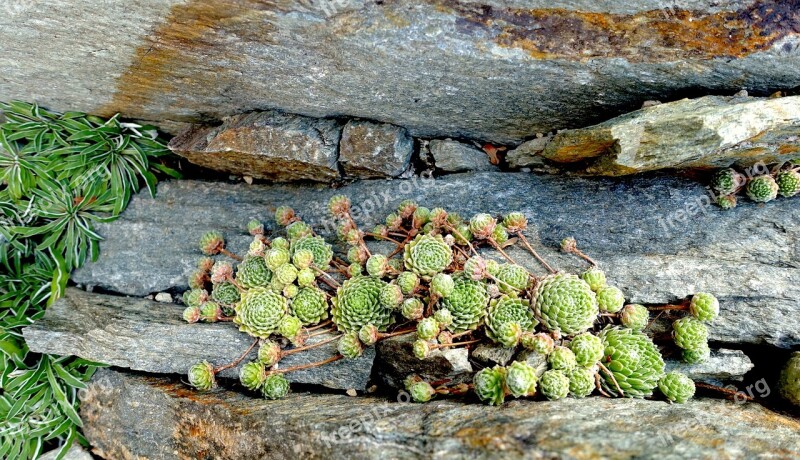 Roof Houseleek Sempervivum Tectorum Real Houseleek Ordinary Houseleek Donnerwurz