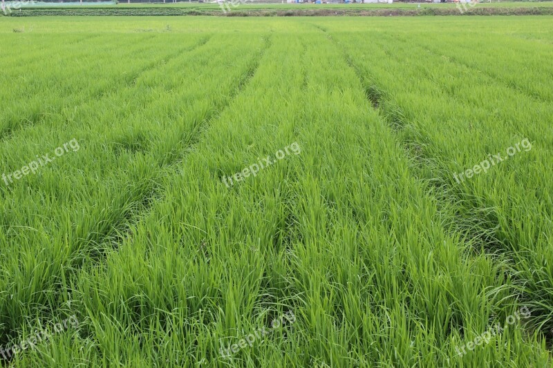 Mungyeong Film Organic Way Rice Farming 3 Free Photos