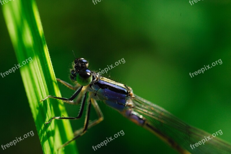 Odonata Coenagrionidae Running Needless To Herb Nature