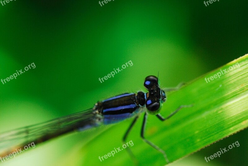 Odonata Coenagrionidae Running Needless To Herb Nature