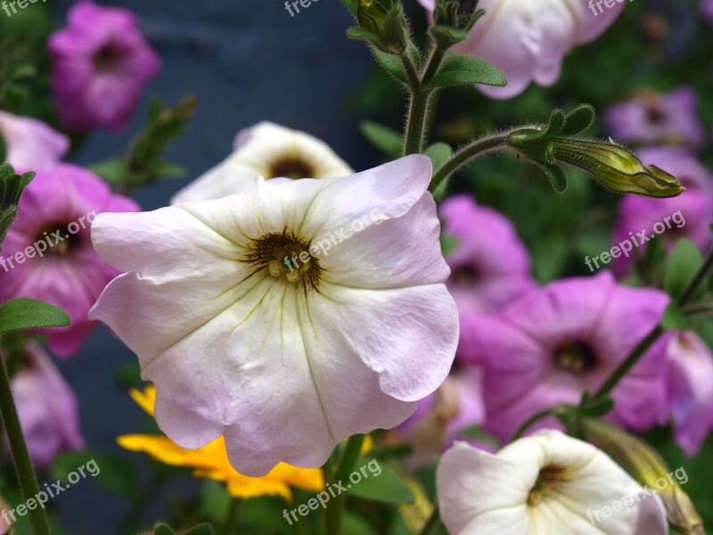 Petunias Flowers Flower Petunia Spring Summer