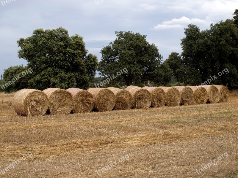 Hay Rolls Hay Rolls Fodder Agriculture Rural Landscape