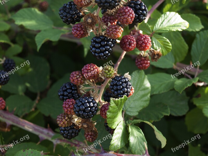 Blackberries Blackberry Red Fruit Berries Wild Fruit