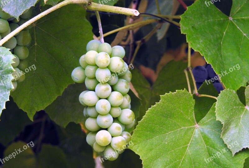 Bunch Of Grapes Fruit Summer Vitamins Delicious