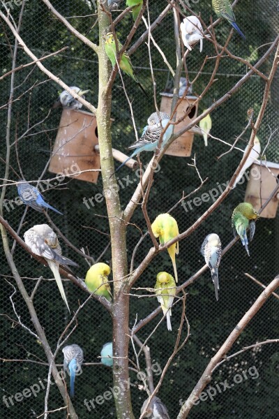 Animal World Birds Canaries Sleep Plumage