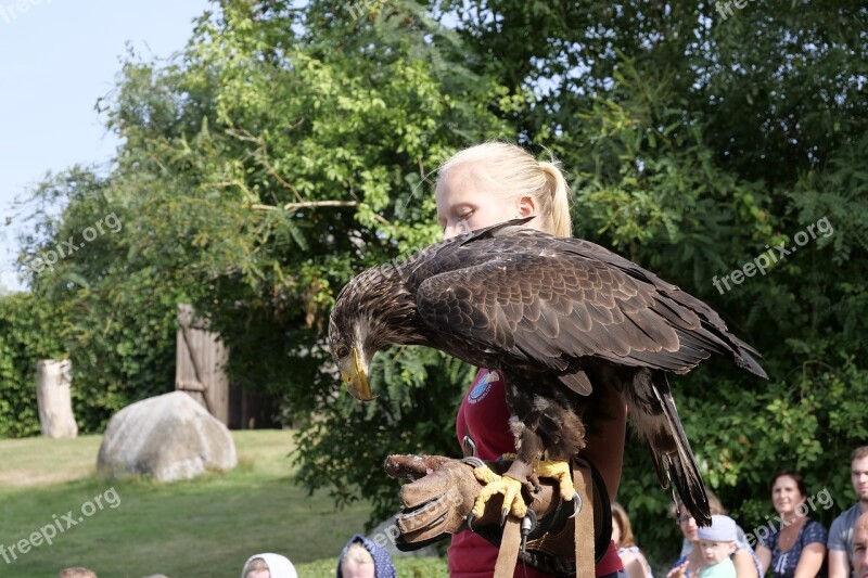 Animal World Bird White Tailed Eagle Plumage Raptor