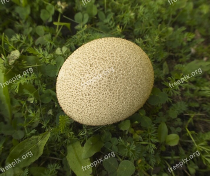 Mushroom Puffball Fungus Edible Wild