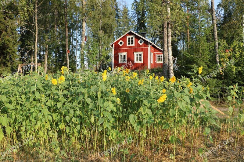 Flower Sunflower Flower Fields Countryside Yellow