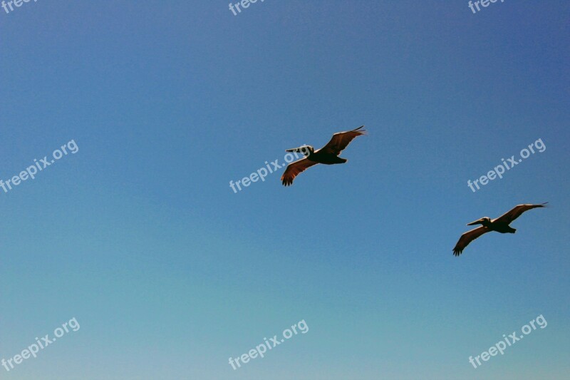 Sky Blue Color Nature Animal