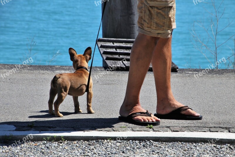 Dog On A Leash Nice Pet Animals