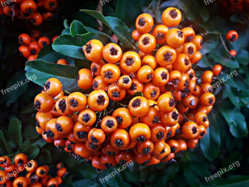 Round Berries Jagoda Summer Fruit