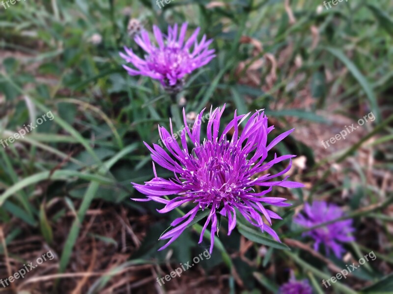 Flower Heather Color Lila Flowers