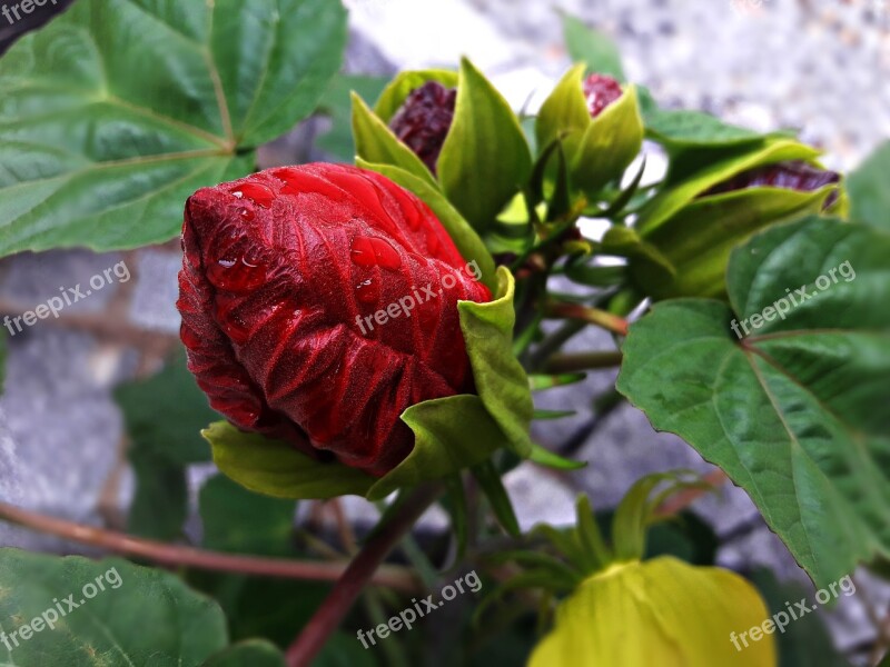 Flower Red Rain Drops Wet