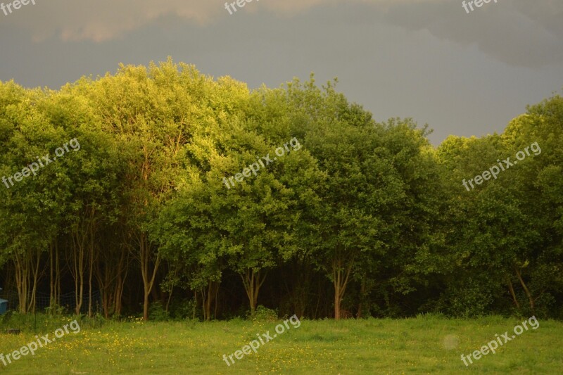 Tree Tree Storm Landscape Stormy Light Up Storm