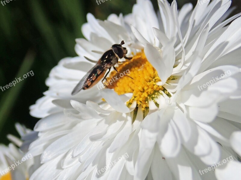 Hover Fly Insect Flower Pollen Daisy Nature